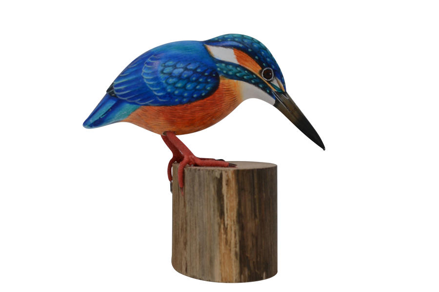 Painted Kingfisher